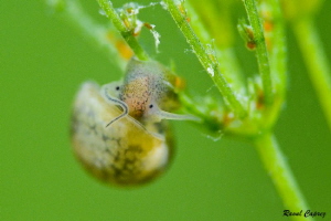 Tiny freshwater snail (105mm macro +10 diopter) by Raoul Caprez 